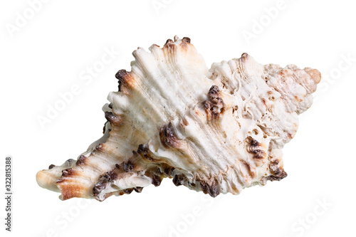 dried conch of muricidae mollusc cutout on white