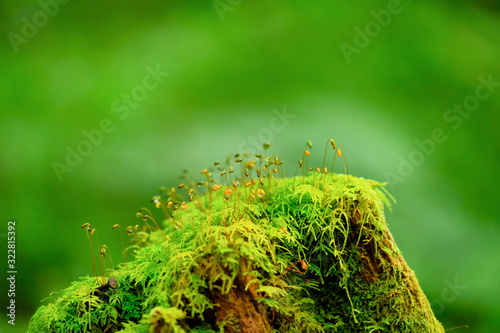 Moss plants on tree in tropical forest of national park on mountain, Chiangmai