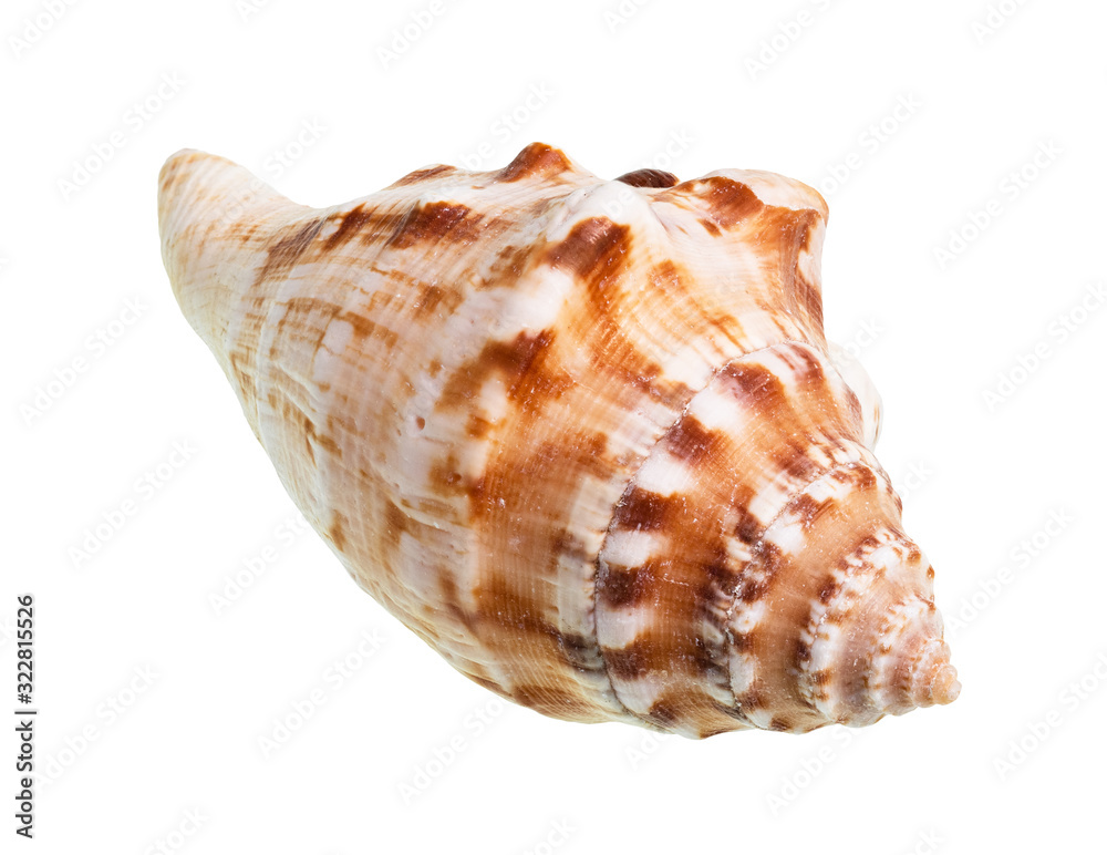 dried shell of sea mollusk cutout on white