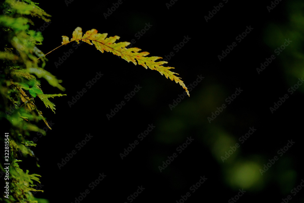 Fototapeta premium Fern leaf plant on tree in tropical forest, 