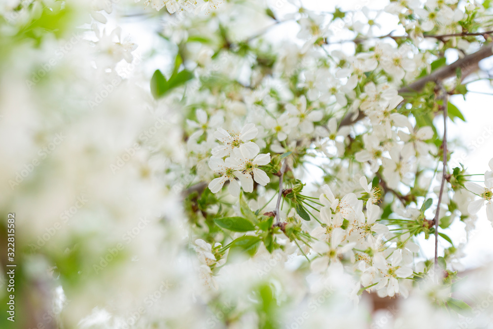 Spring tree blossoms Spring tree blossoms