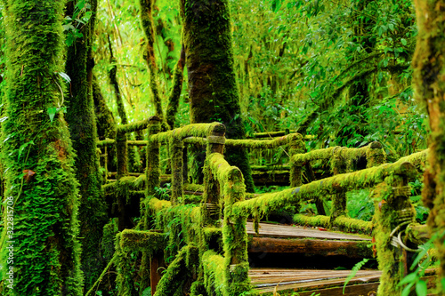 Moss plants on wooden bridge in forest on tropical mountain