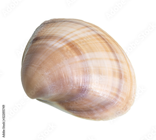dried banded brown seashell of clam cutout
