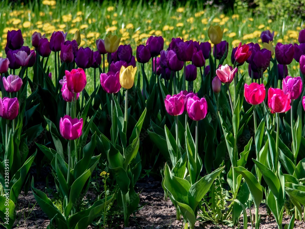 Multi-colored tulips - red, purple, yellow in the garden against the background of dandelions. Multi-colored tulips - red, purple, yellow in the garden against the background of dandelions.