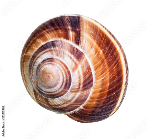 single dried shell of edible snail cutout