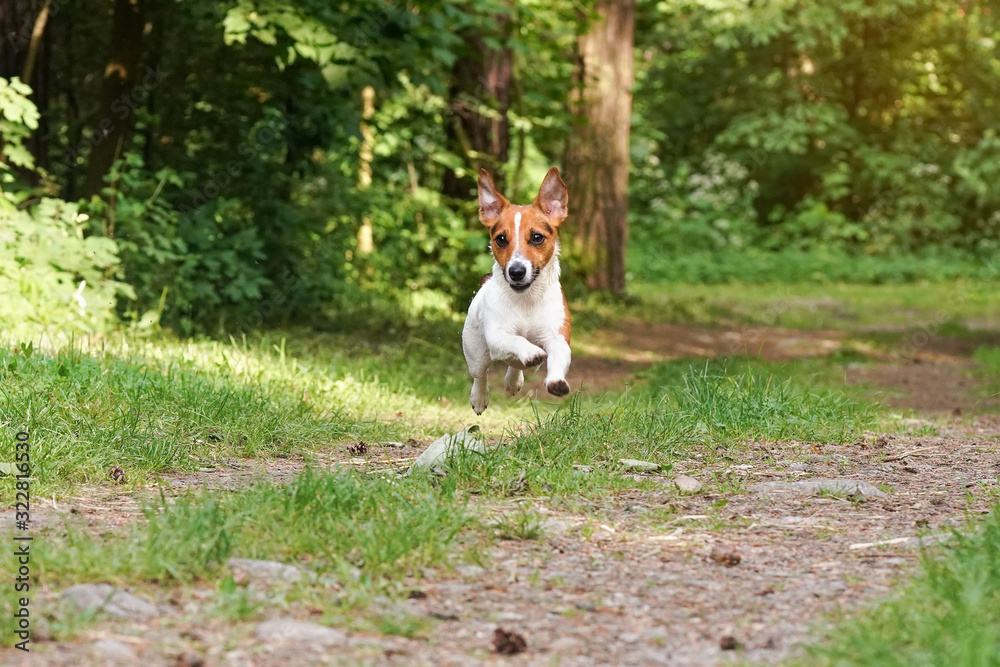 Small Jack Russell terrier running on country road, jumping in air all legs above ground, ears flapping, blurred trees background