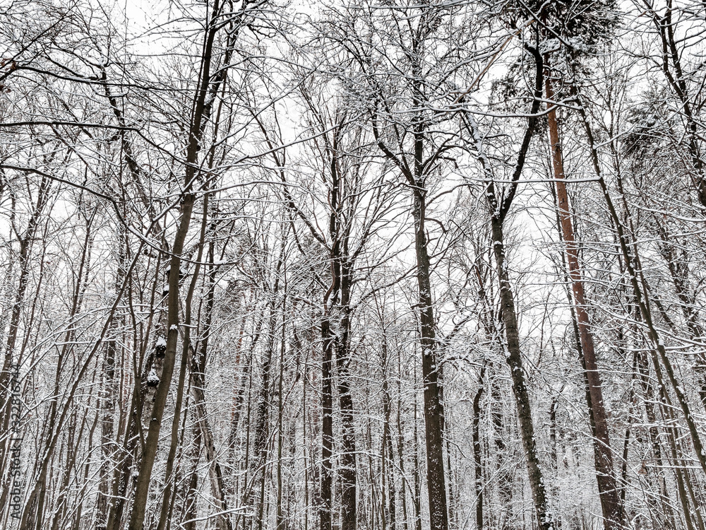 snow-covere trees in forest of city park n winter snow-covere trees in forest of city park n winter