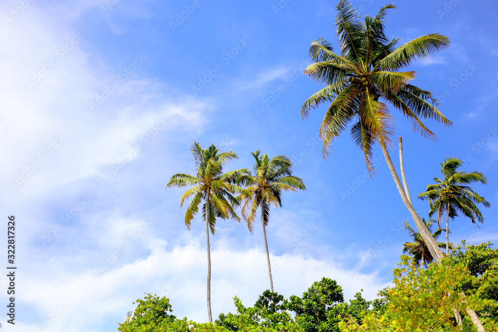 Naklejka premium Coconut palm trees on summer tropical blue sky backgroun.d Space for text.