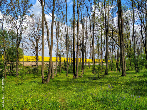 Green forest glade on the background of tall trees and blue cloudy sky