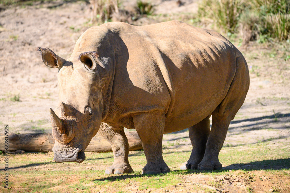 Close up view of a huge Rhinoceros standing near a creek Close up view of a huge Rhinoceros standing near a creek
