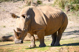 Close up view of a huge Rhinoceros standing near a creek