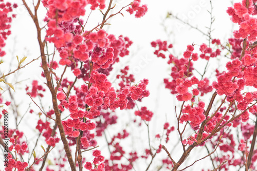 spring cherry blossom season at  Yangmingshan National Park  taipei taiwan