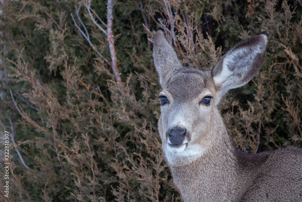 Fototapeta premium Yellowstone Mule Deer in Winter