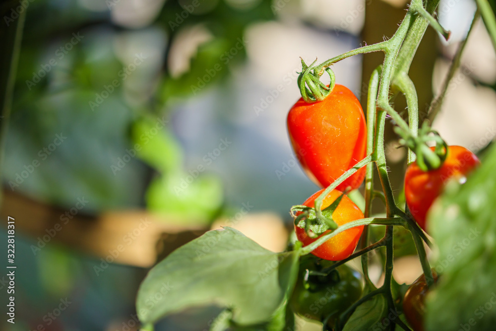 Fresh red ripe tomatoes hanging on the vine plant growing in greenhouse garden Fresh red ripe tomatoes hanging on the vine plant growing in greenhouse garden