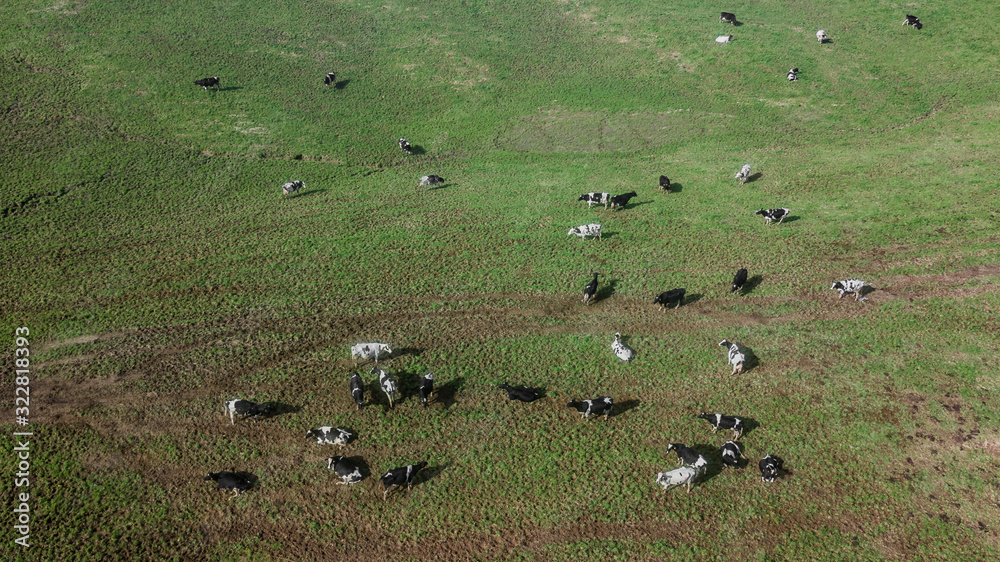 Aerial drone view of cows resting and eating on green meadow in Sao Miguel island, Azores, Portugal Aerial drone view of cows resting and eating on green meadow in Sao Miguel island, Azores, Portugal