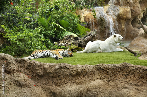 Tigers in Puerto de la Cruz. Tenerife. Spain photo