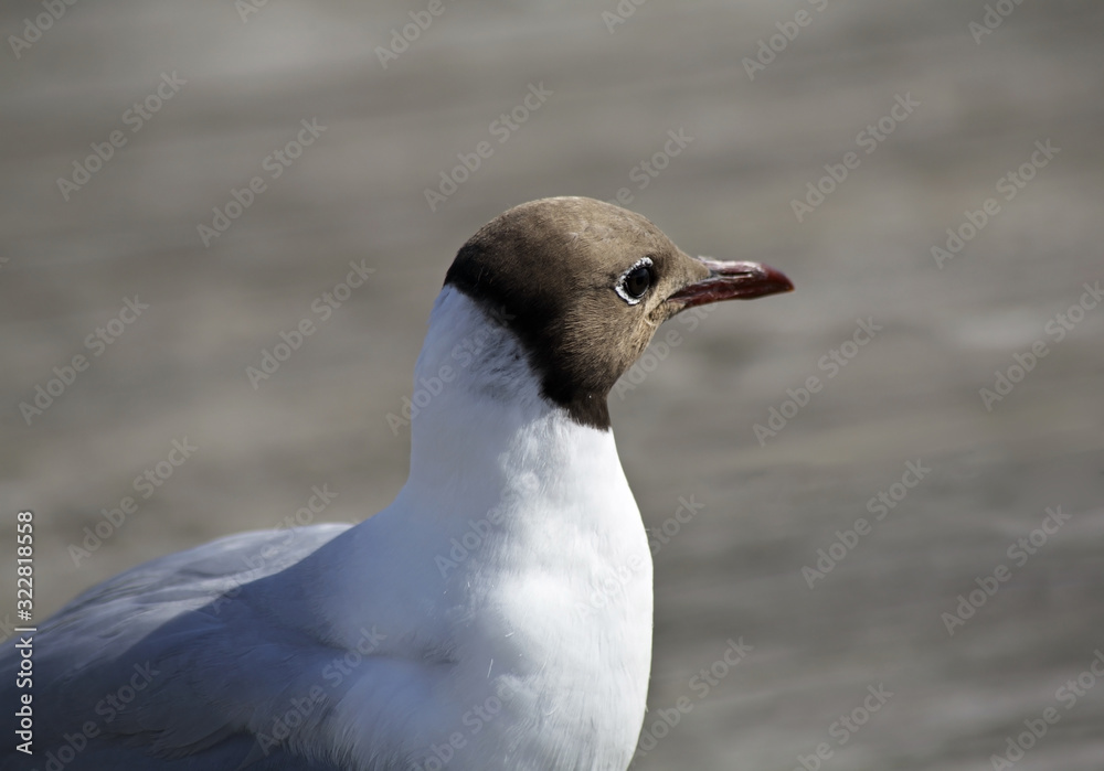 Seagull at Onega river in Kargopol. Russia Seagull at Onega river in Kargopol. Russia
