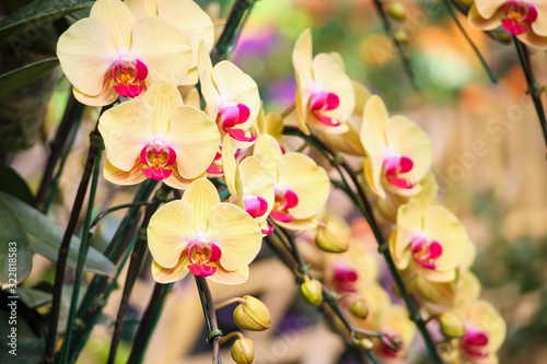 Beautiful Phalaenopsis Orchid flower blooming in garden floral background