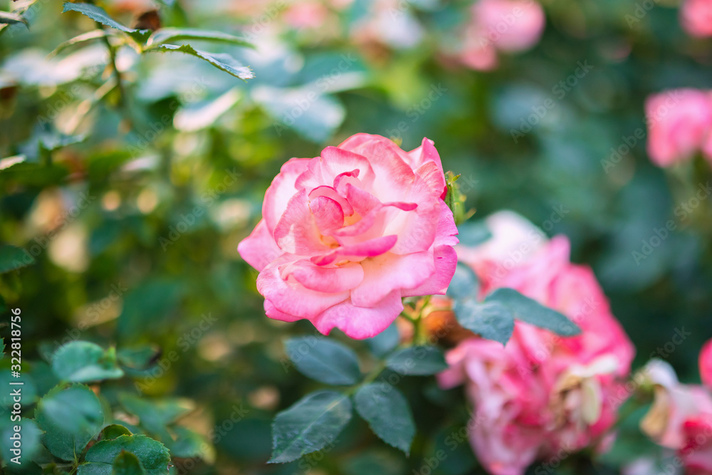 Beautiful colorful pink roses flower in the garden Beautiful colorful pink roses flower in the garden