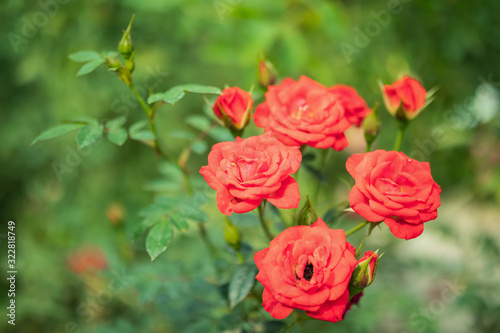 Beautiful colorful roses flower in the garden