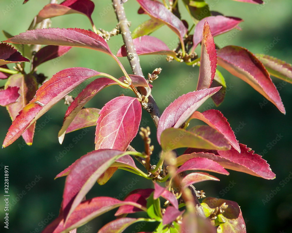 Close-up image a Red Tip Photina's leaves changing colors in the early autumn. Close-up image a Red Tip Photina's leaves changing colors in the early autumn.
