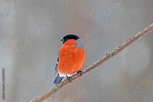 Foto The Eurasian bullfinch, common bullfinch or bullfinch (Pyrrhula pyrrhula) is a small passerine bird in the finch family, Fringillidae