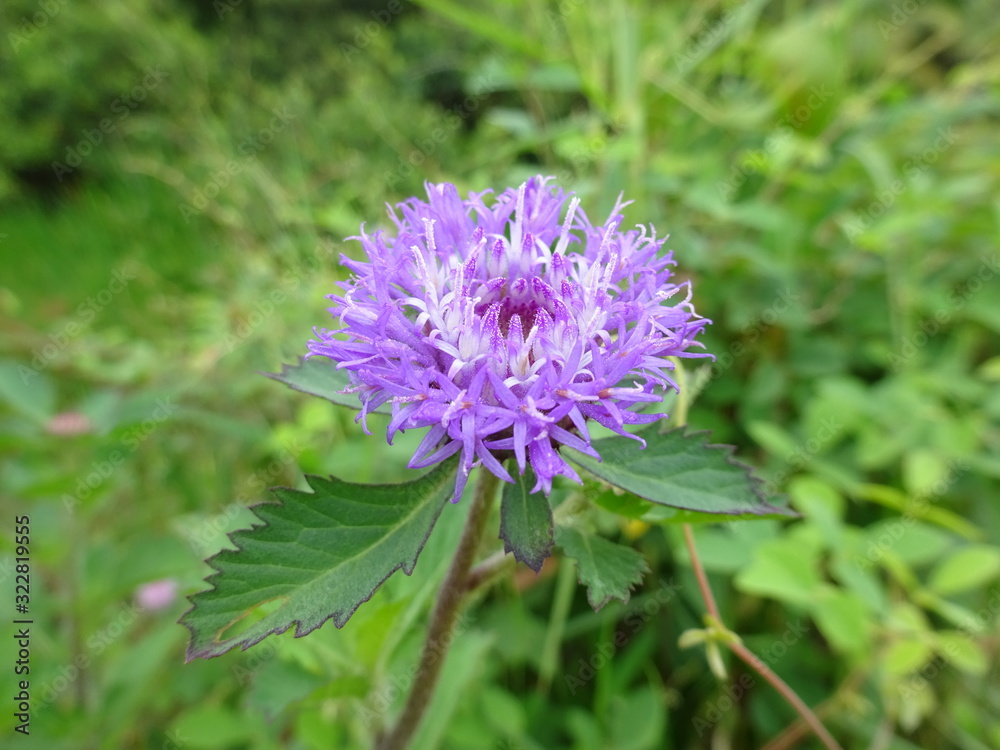 purple flower purple flower