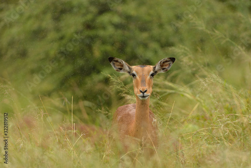 Impala anteleope in the wilderness of Africa