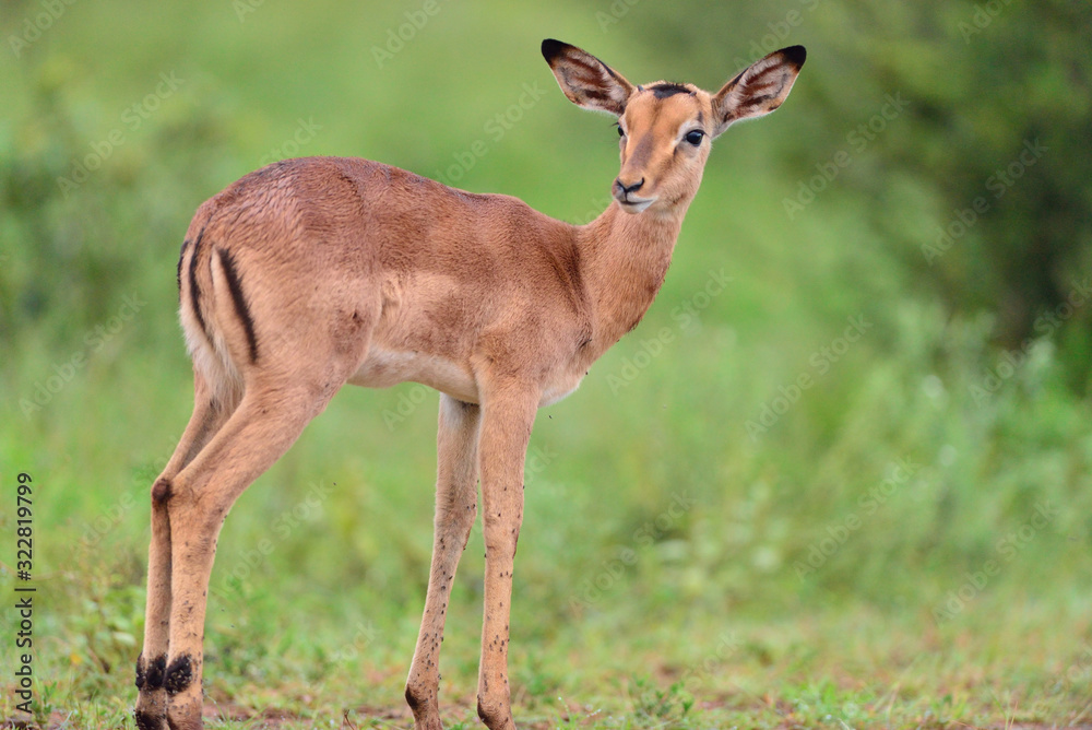 Impala anteleope in the wilderness of Africa Impala anteleope in the wilderness of Africa