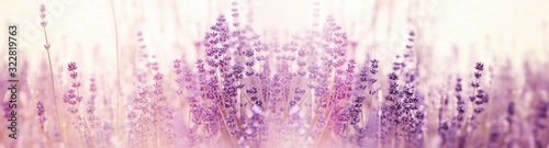 Photo Lavender flower, selective and soft focus on lavender flowers