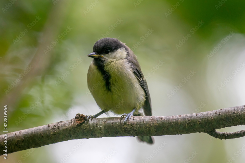 great tit (Parus major) in the autumn entourage. The great tit (Parus major) is a passerine bird in the tit family Paridae. great tit (Parus major) in the autumn entourage. The great tit (Parus major) is a passerine bird in the tit family Paridae.