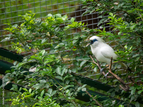 Portrait of a Rothschild's Mynah on a branch, Indonesia photo