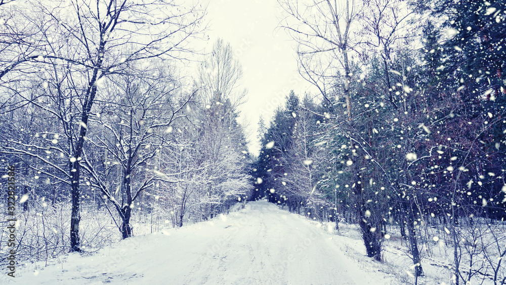 Obraz premium Snow has covered the road in the winter forest.