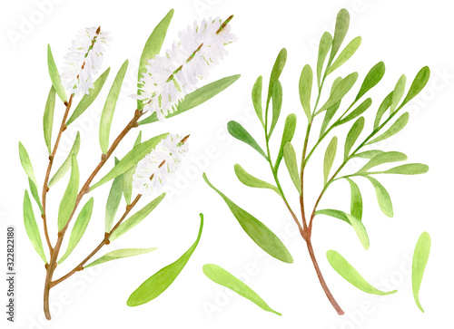 Watercolor tea tree leaves  flower set. Hand drawn botanical illustration of Melaleuca alternifolia. Green medicinal plant isolated on white background. Herbs for cosmetics  package  essential oil.