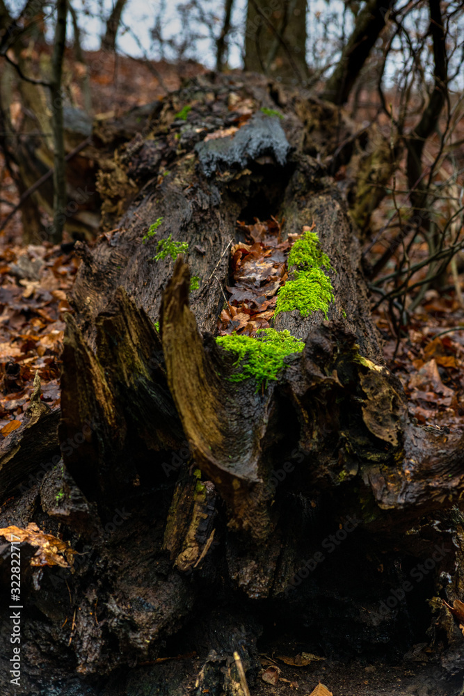 Entwurzelter Baum liegt auf Waldboden mit Laub und Moos