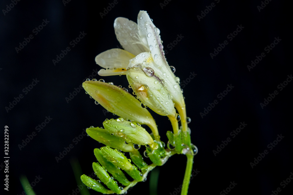 Naklejka premium fresh freesia with droplets against black background