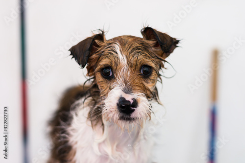 fox terrier in front of white background