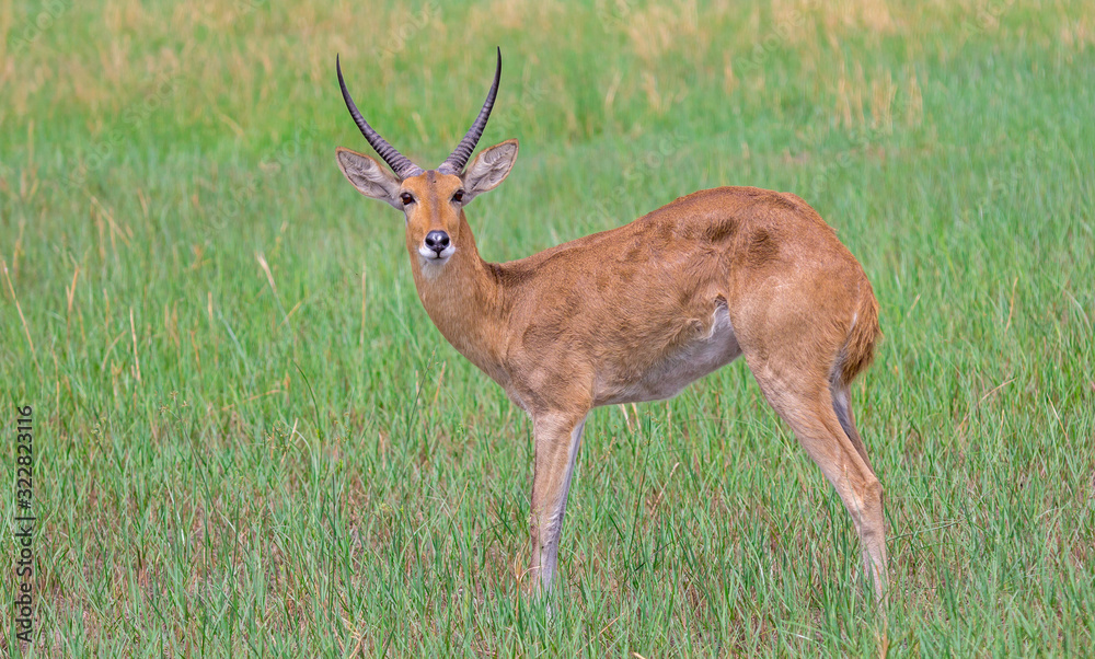 Antilope Antilope