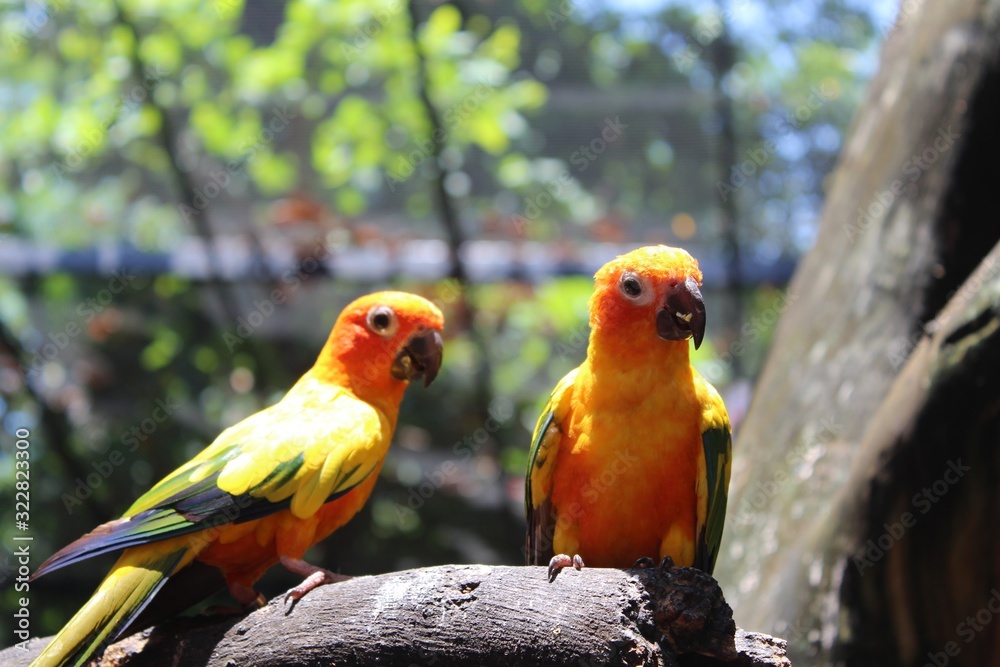 two colorful parrots