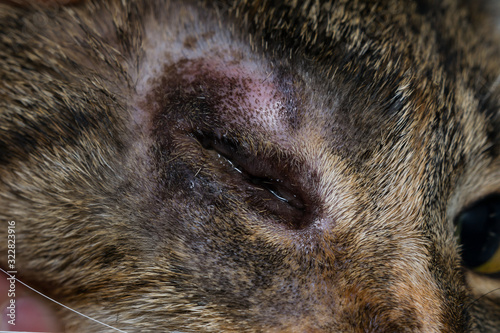 eye evisceration surgery  in adult domestic cat photo