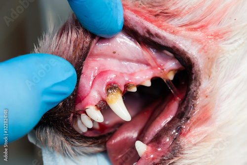 close-up photo of a dog mouth with periodontitis photo