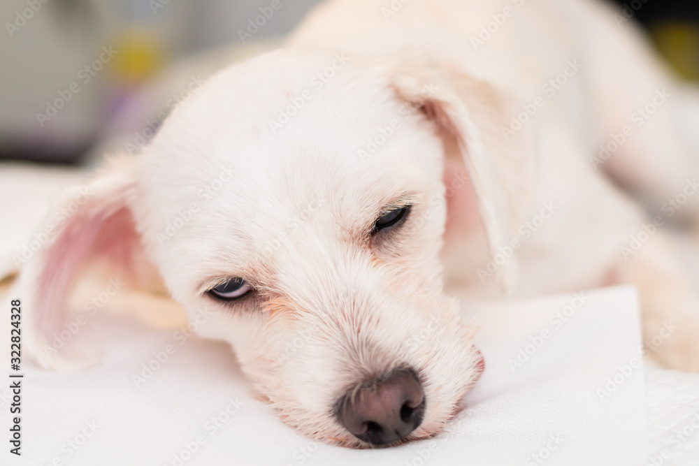 bichon maltese dog breed sedated at the veterinary clinic bichon maltese dog breed sedated at the veterinary clinic