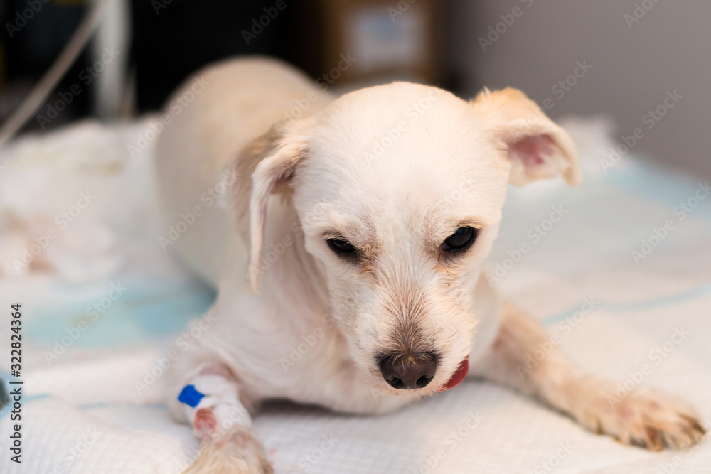 bichon maltese dog breed sedated at the veterinary clinic