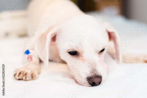bichon maltese dog breed sedated at the veterinary clinic