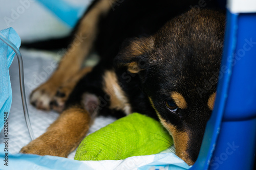 puppy with parvovirosis receiving iv drugs at the veterinary clinic photo