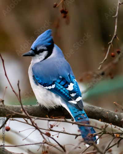 Stately bluejay profile perched in tree in winter © CarlCooley