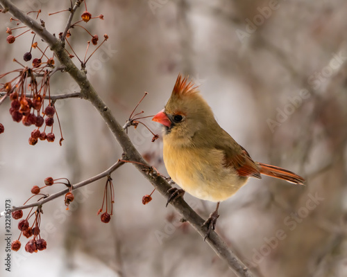 Female cardinal perched in tree with red berries in winter