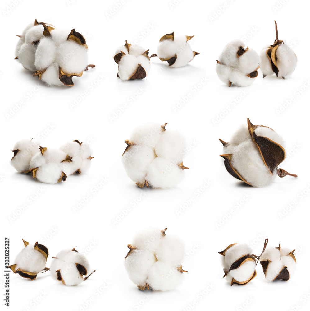 Set of several flowers of cotton isolated on a white background Set of several flowers of cotton isolated on a white background
