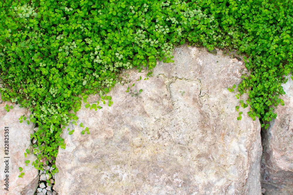 Top view granite stones with green small grass. Top view granite stones with green small grass.