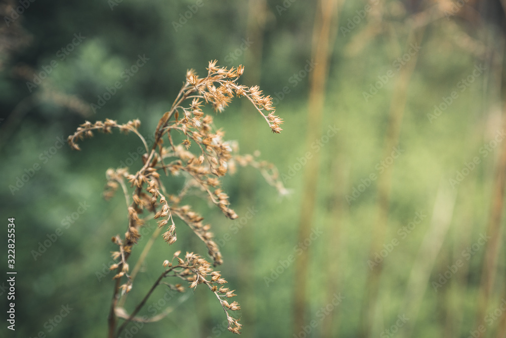 Grass on the field. Selective focus. Shallow depth of field. Grass on the field. Selective focus. Shallow depth of field.
